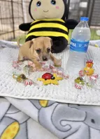 Emily, a female Chihuahua for sale in Houston, TX – 9 of 9