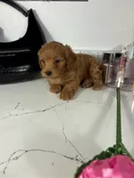 Tiffany , a female Maltipoo for sale in Houston, TX – 5 of 5