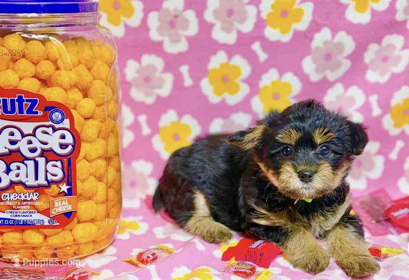 Fendi – Yorkshire Terrier puppy for sale in Houston, TX