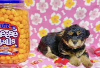 Fendi, a female Yorkshire Terrier for sale in Houston, TX – 1 of 3