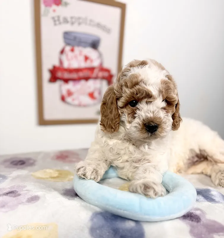 Lorena – Poodle - Toy  puppy for sale in Houston, TX