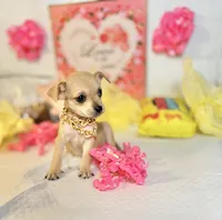 Devi, a female Chihuahua for sale in Houston, TX – 2 of 8