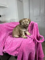 Autumn 🐻, a female Maltipoo for sale in Houston, TX – 7 of 9