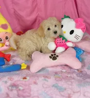 Chasity, a female Maltipoo for sale in Houston, TX – 4 of 6