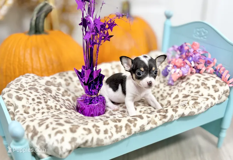 Betty boo – Chihuahua puppy for sale in Houston, TX