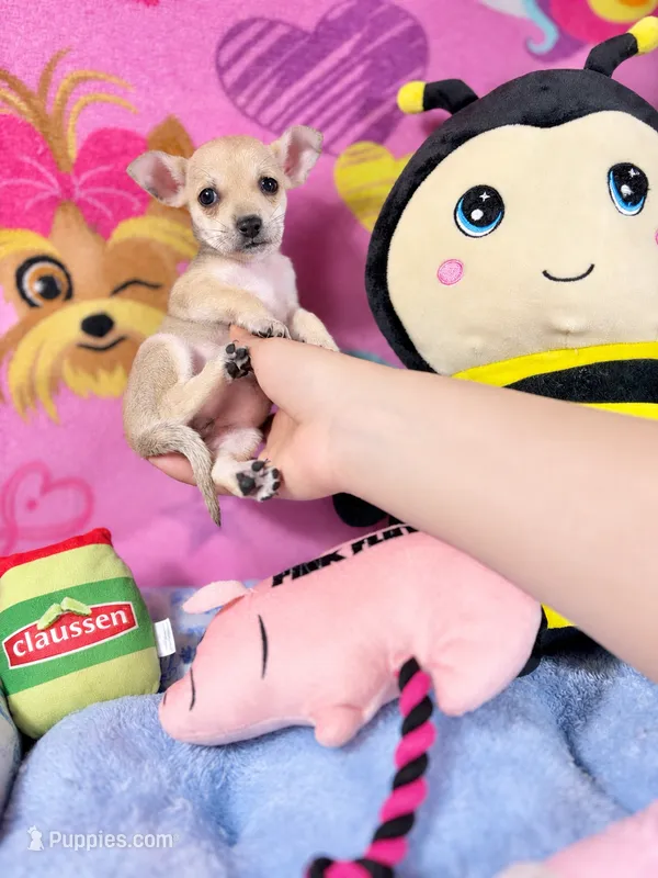 Mercy – Chihuahua puppy for sale in Houston, TX