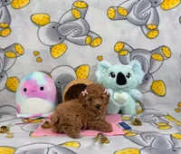  Lady, a female Poodle - Toy  for sale in Houston, TX – 4 of 7
