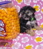 Coralie, a female Yorkshire Terrier for sale in Houston, TX – 5 of 10