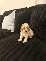 Lorena, a female Poodle - Toy  for sale in Houston, TX – 6 of 6