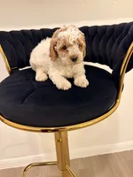 Lorena, a female Poodle - Toy  for sale in Houston, TX – 1 of 6