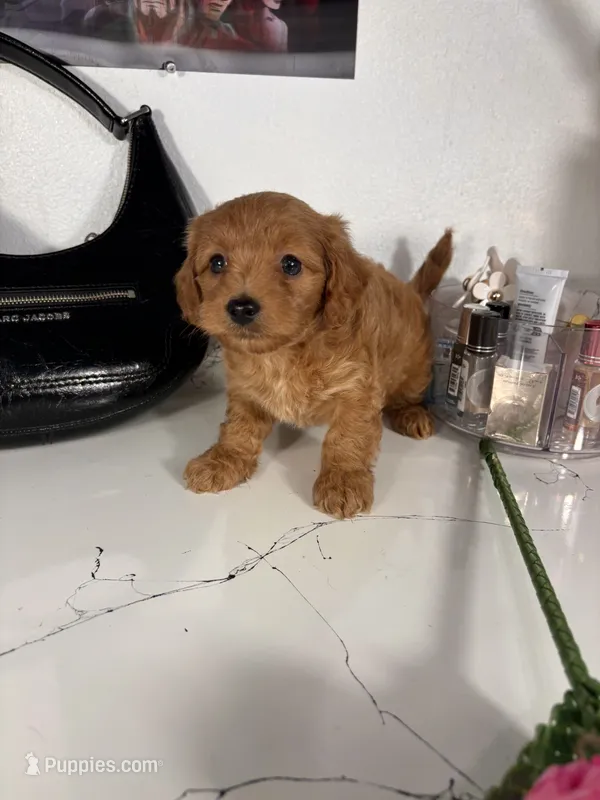 Tiffany  – Maltipoo puppy for sale in Houston, TX