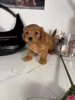 Tiffany , a female Maltipoo for sale in Houston, TX – 1 of 5