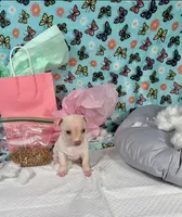 Sapphire , a female Chihuahua for sale in Houston, TX – 9 of 10