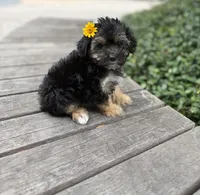 Coralie, a female Yorkshire Terrier for sale in Houston, TX – 6 of 10