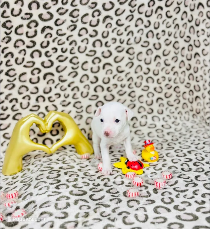 Penny  – Chihuahua puppy for sale in Houston, TX