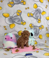  Lady, a female Poodle - Toy  for sale in Houston, TX – 6 of 7