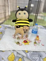 Emily, a female Chihuahua for sale in Houston, TX – 7 of 9