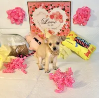 Devi, a female Chihuahua for sale in Houston, TX – 8 of 8
