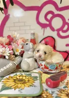 Dandelion , a female Maltipoo for sale in Houston, TX – 8 of 9