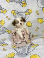 Duke, a female Maltipoo for sale in Houston, TX – 3 of 5