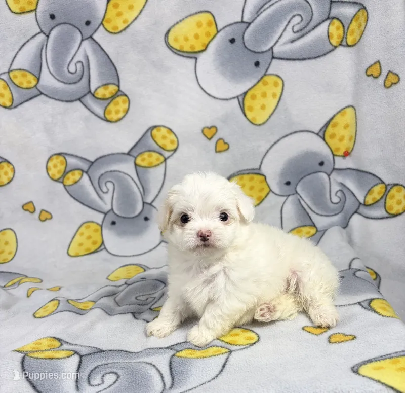 King – Maltipoo puppy for sale in Houston, TX