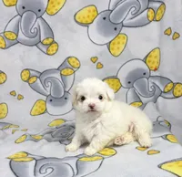 King, a male Maltipoo for sale in Houston, TX – 1 of 9