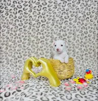Penny , a female Chihuahua for sale in Houston, TX – 2 of 7