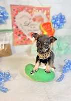 Adam, a male Chihuahua for sale in Houston, TX – 4 of 8