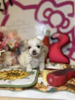 Anika, a female Poodle - Toy  for sale in Houston, TX – 7 of 10