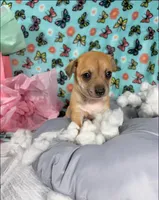 Emily, a female Chihuahua for sale in Houston, TX – 6 of 9