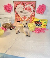 Mercy, a female Chihuahua for sale in Houston, TX – 7 of 8
