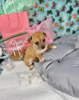 Emily, a female Chihuahua for sale in Houston, TX – 4 of 9