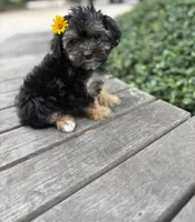 Coralie, a female Yorkshire Terrier for sale in Houston, TX – 10 of 10