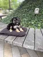 Coralie, a female Yorkshire Terrier for sale in Houston, TX – 8 of 10