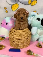  Lady, a female Poodle - Toy  for sale in Houston, TX – 5 of 7