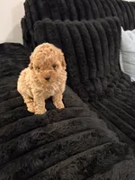Biscotti, a male Poodle - Toy  for sale in Houston, TX – 4 of 6