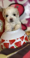 Anika, a female Poodle - Toy  for sale in Houston, TX – 9 of 10
