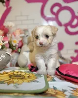 Dandelion , a female Maltipoo for sale in Houston, TX – 7 of 9