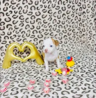 Dolly, a female Chihuahua for sale in Houston, TX – 5 of 7