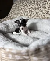 Betty boo, a female Chihuahua for sale in Houston, TX – 6 of 7
