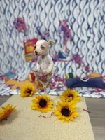 Ballerina, a female Chihuahua for sale in Houston, TX – 4 of 10