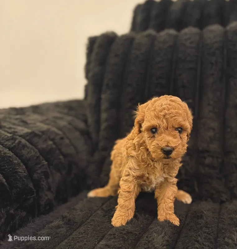 Ariana – Poodle - Toy  puppy for sale in Houston, TX
