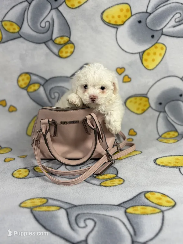 Bubbles – Maltipoo puppy for sale in Houston, TX