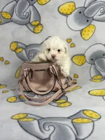 Bubbles, a female Maltipoo for sale in Houston, TX – 1 of 6