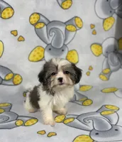 Khloe, a female Maltipoo for sale in Houston, TX – 4 of 5
