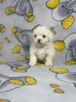 Bubbles, a female Maltipoo for sale in Houston, TX – 3 of 6