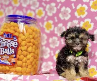 Coralie, a female Yorkshire Terrier for sale in Houston, TX – 3 of 10