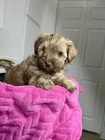 Autumn 🐻, a female Maltipoo for sale in Houston, TX – 8 of 9