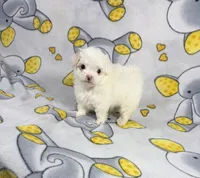 King, a male Maltipoo for sale in Houston, TX – 3 of 9