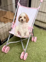 Aurora, a female Poodle - Toy  for sale in Houston, TX – 9 of 9